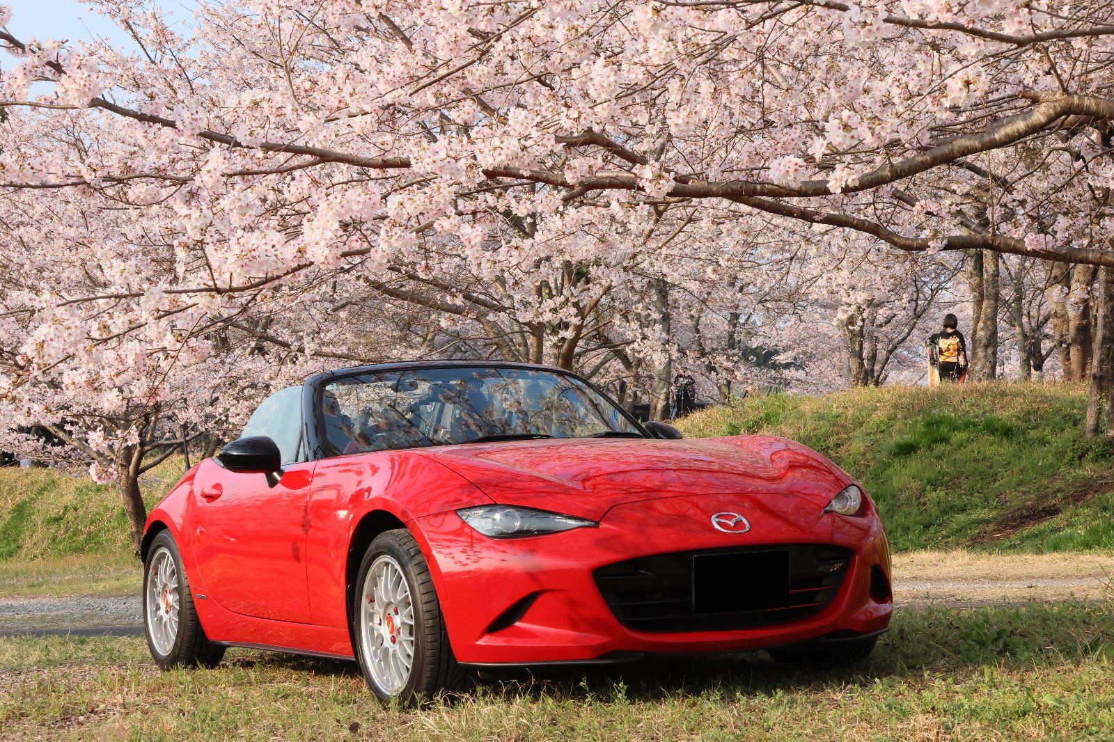 桜と愛車2026﻿🌸 | CLUB MAZDA COMMUNITY