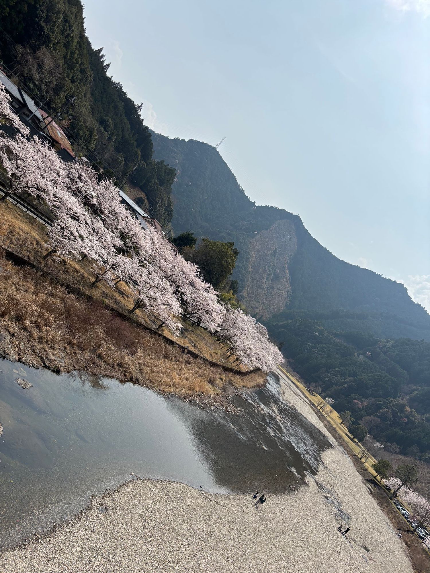 桜巡りドライブ2〜下北山村桜祭り〜 | CLUB MAZDA COMMUNITY