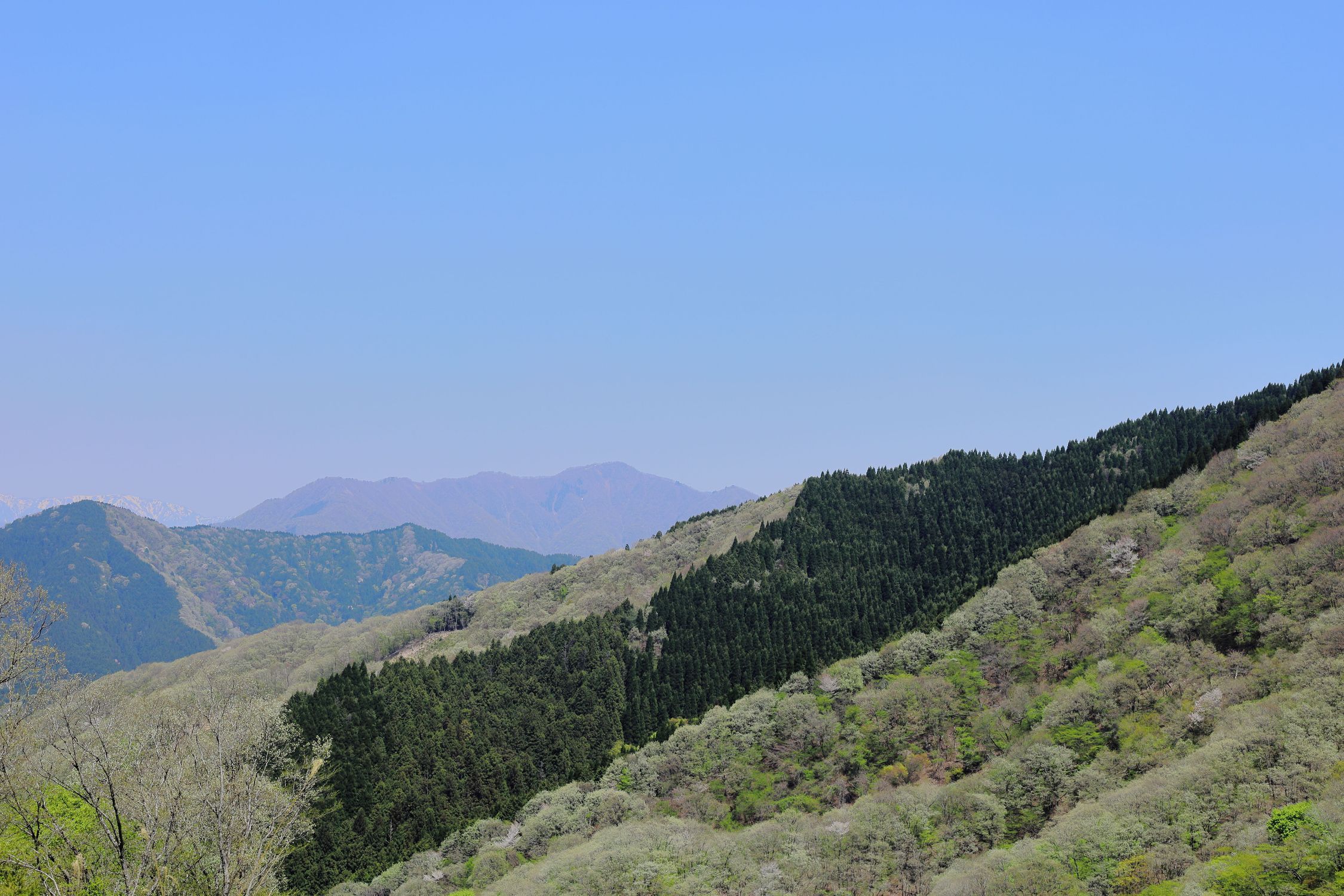 岐阜県道40号と32号線 イビーナス展望台や新緑や桜の花？の色を