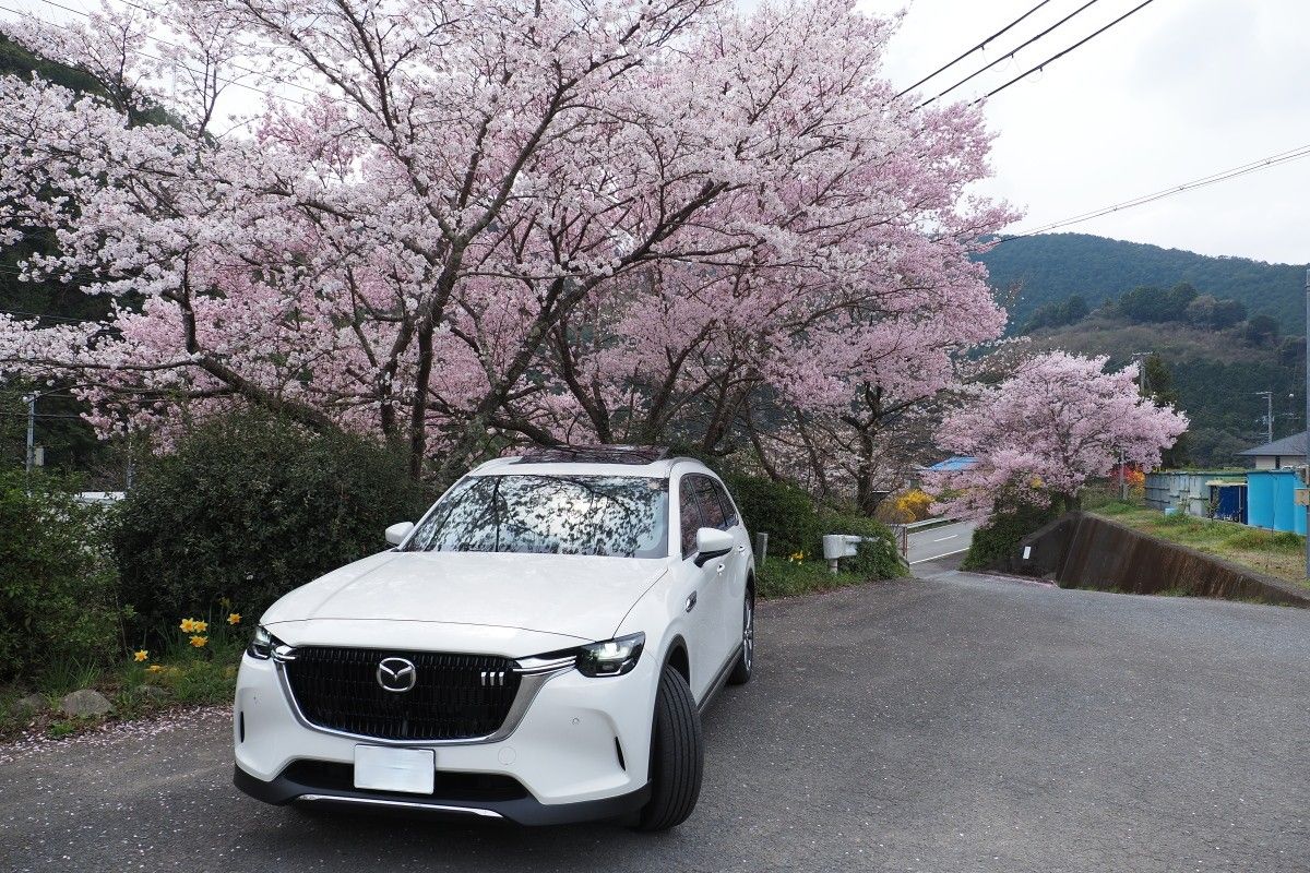 桜 2026 | CLUB MAZDA COMMUNITY