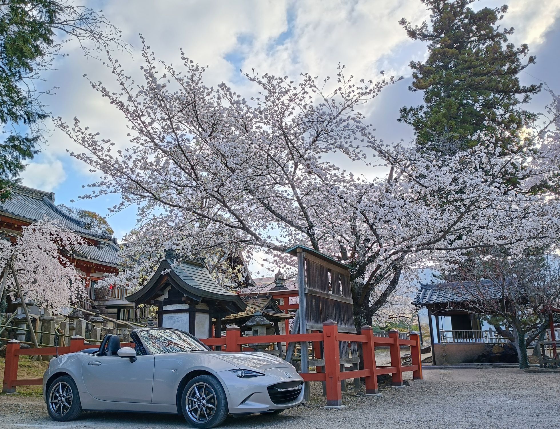 桜休暇🌸 | CLUB MAZDA COMMUNITY