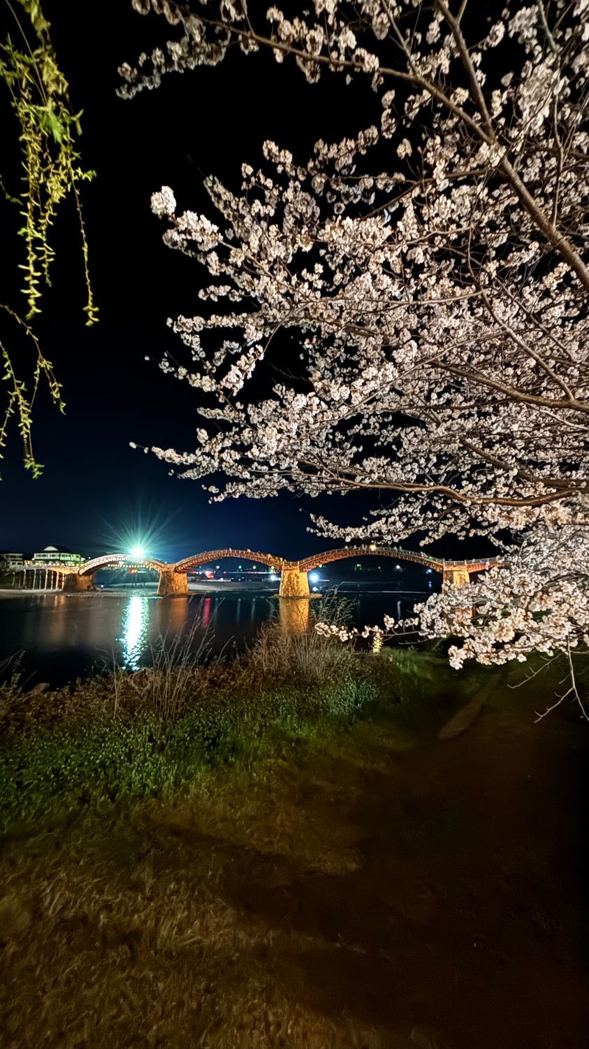 名橋 錦帯橋さくら巡り🌸山口・岩国 | CLUB MAZDA COMMUNITY