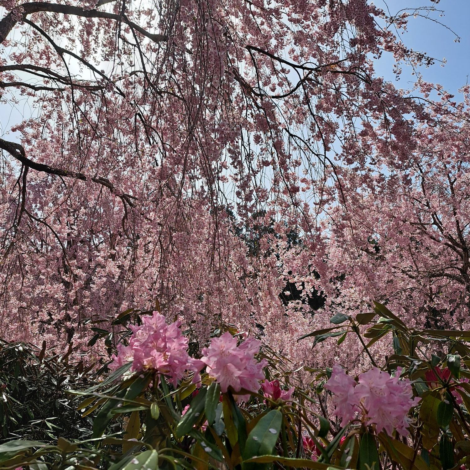 高見の郷 桜ドライブ | CLUB MAZDA COMMUNITY