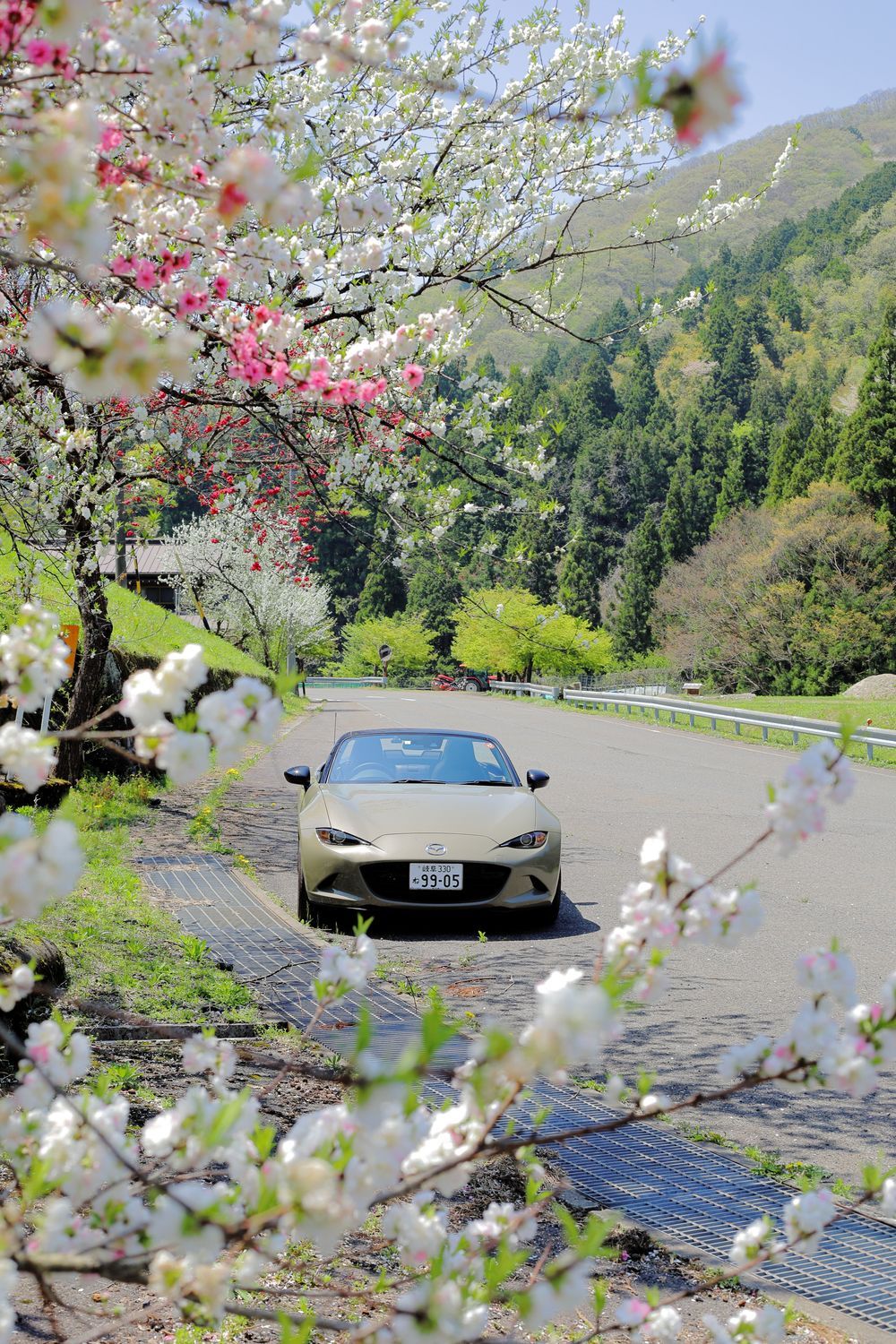 岐阜県道40号と32号線 イビーナス展望台や新緑や桜の花？の色を