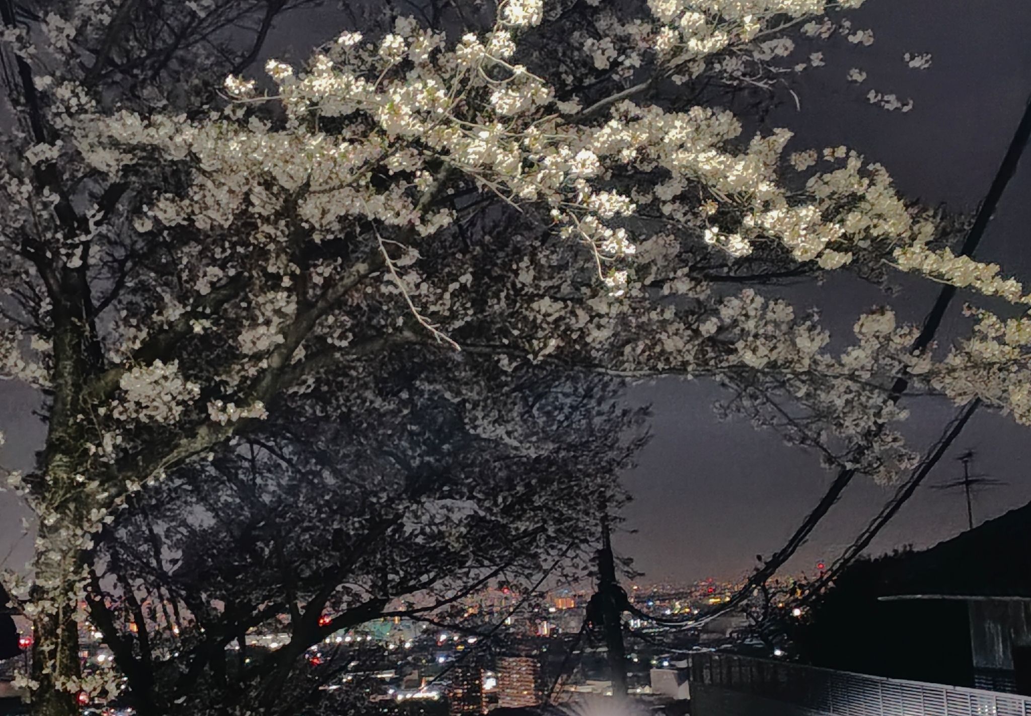 名所にならない桜達 | CLUB MAZDA COMMUNITY