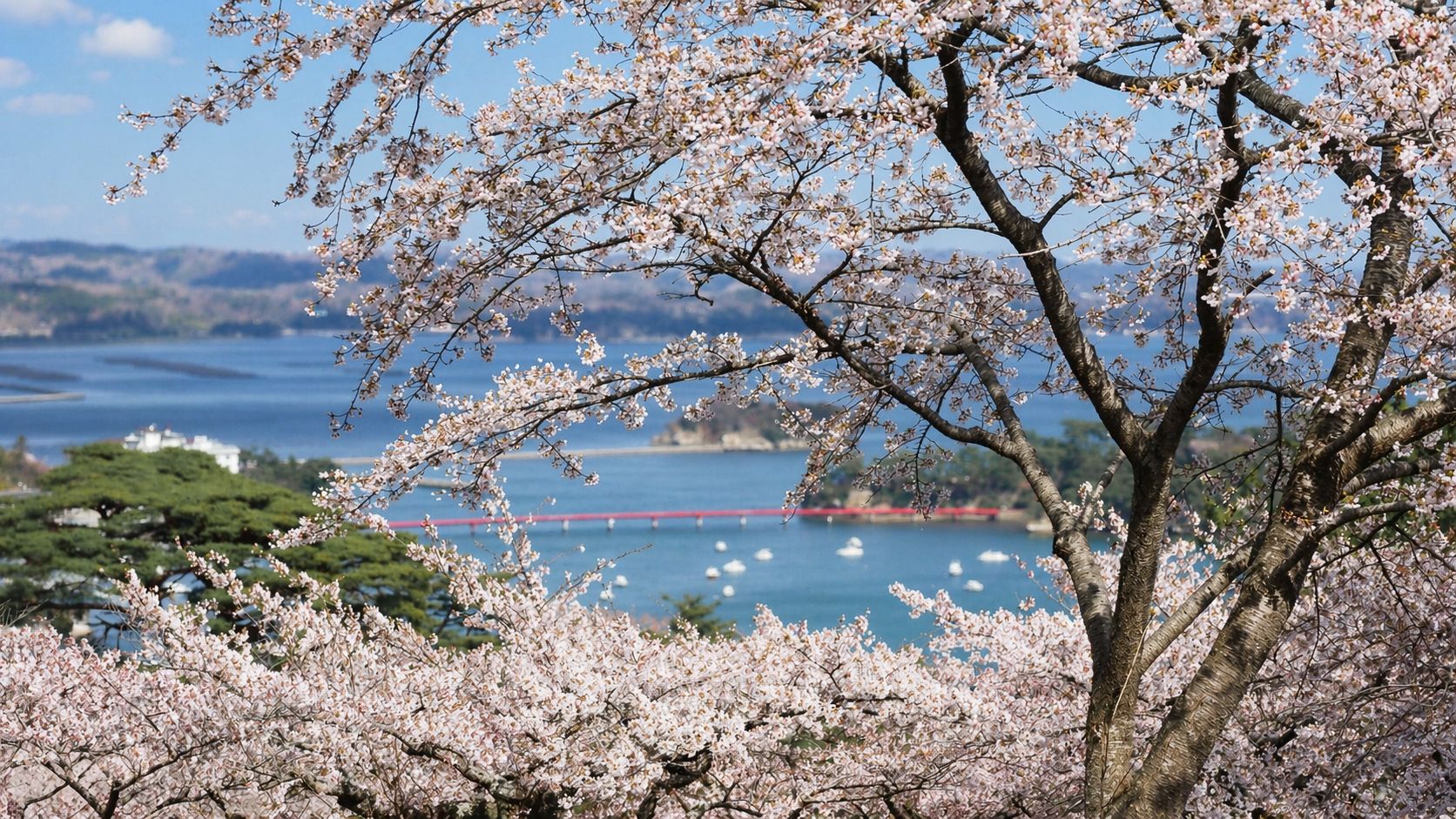 桜めぐり | CLUB MAZDA COMMUNITY