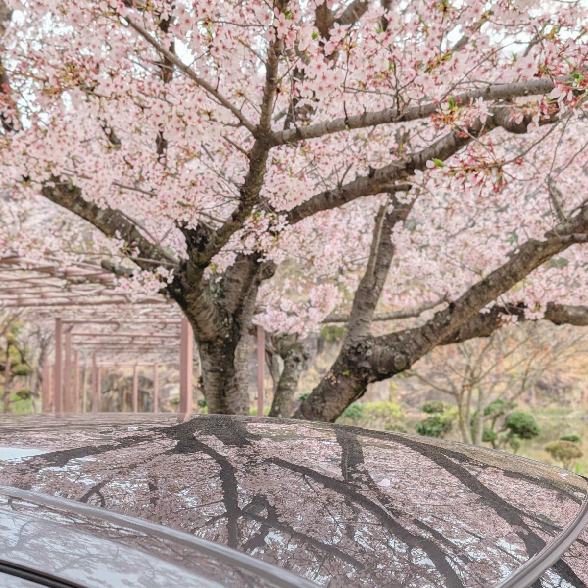 桜と愛車2026﻿🌸 | CLUB MAZDA COMMUNITY