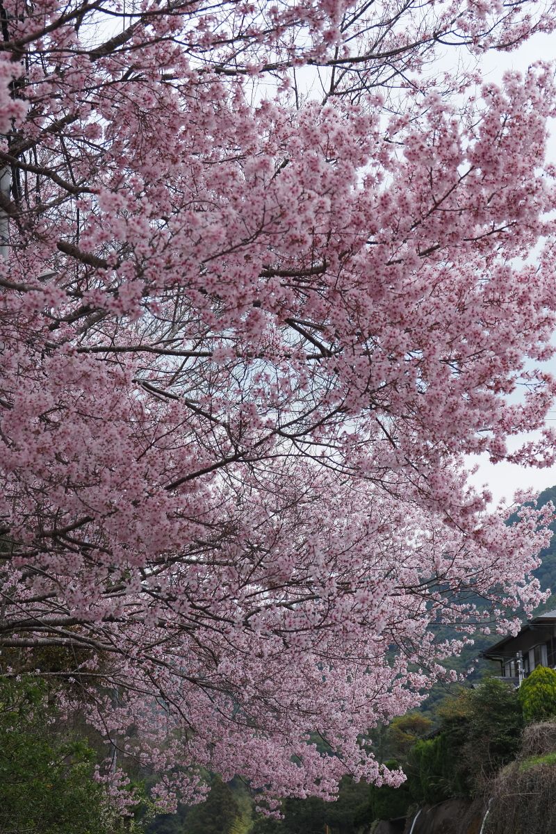 桜 2026 | CLUB MAZDA COMMUNITY