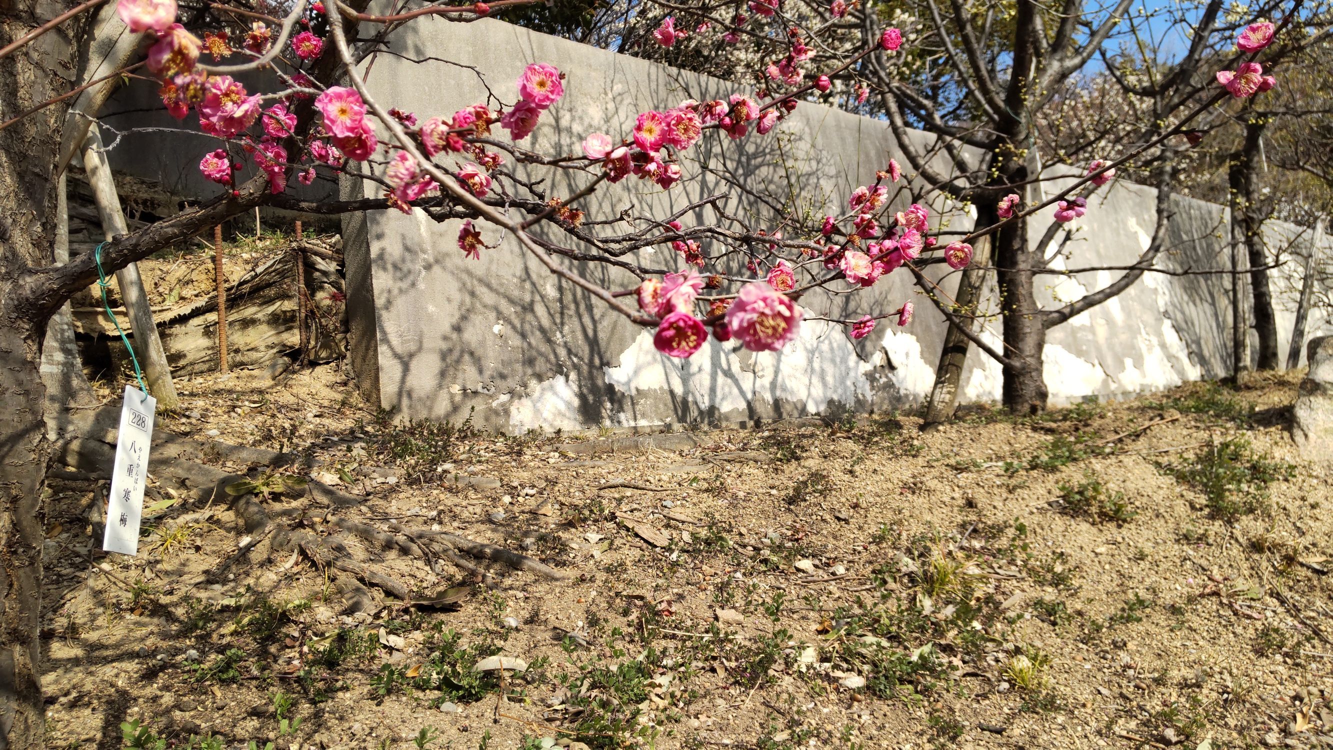 梅の花 | CLUB MAZDA COMMUNITY