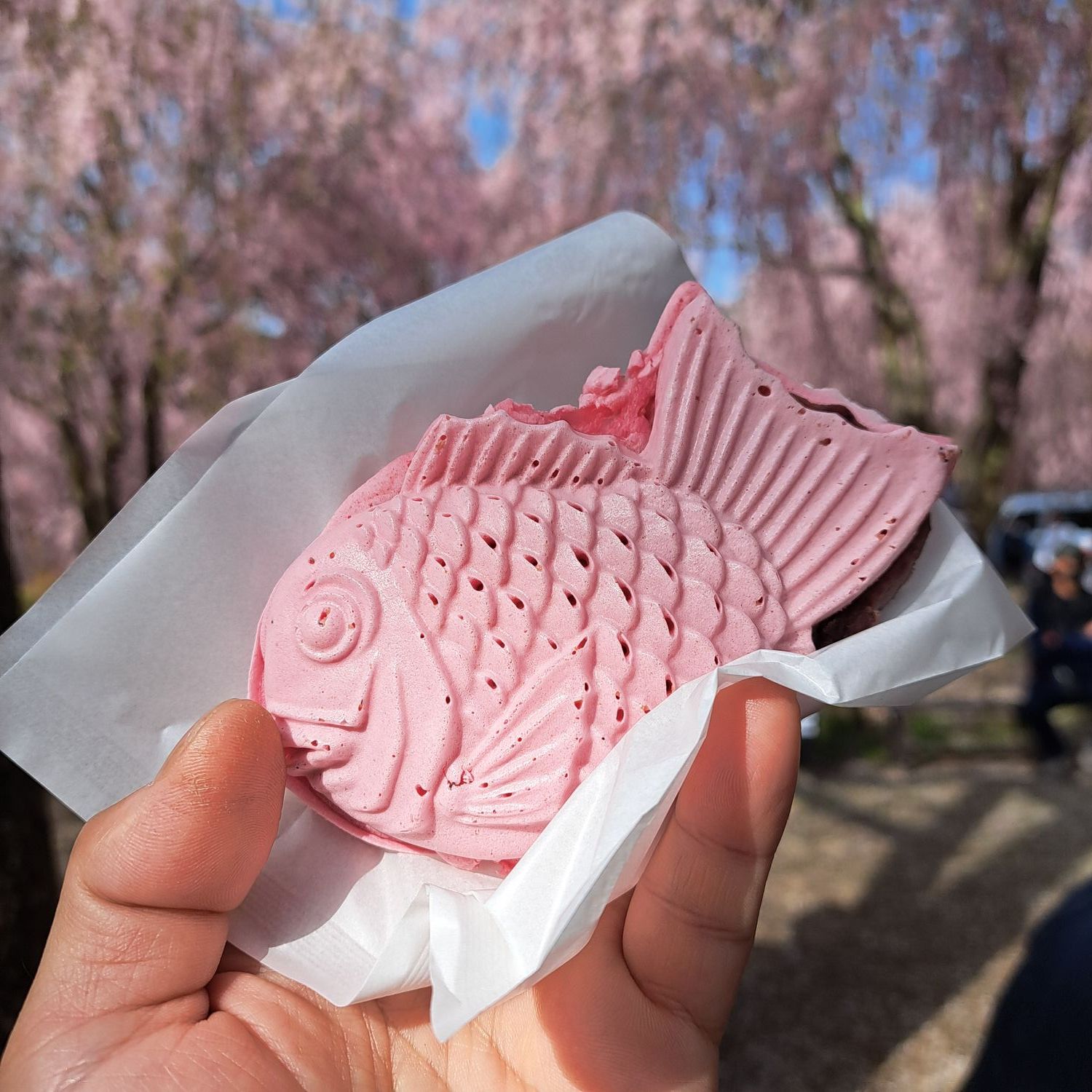 高見の郷 桜ドライブ | CLUB MAZDA COMMUNITY