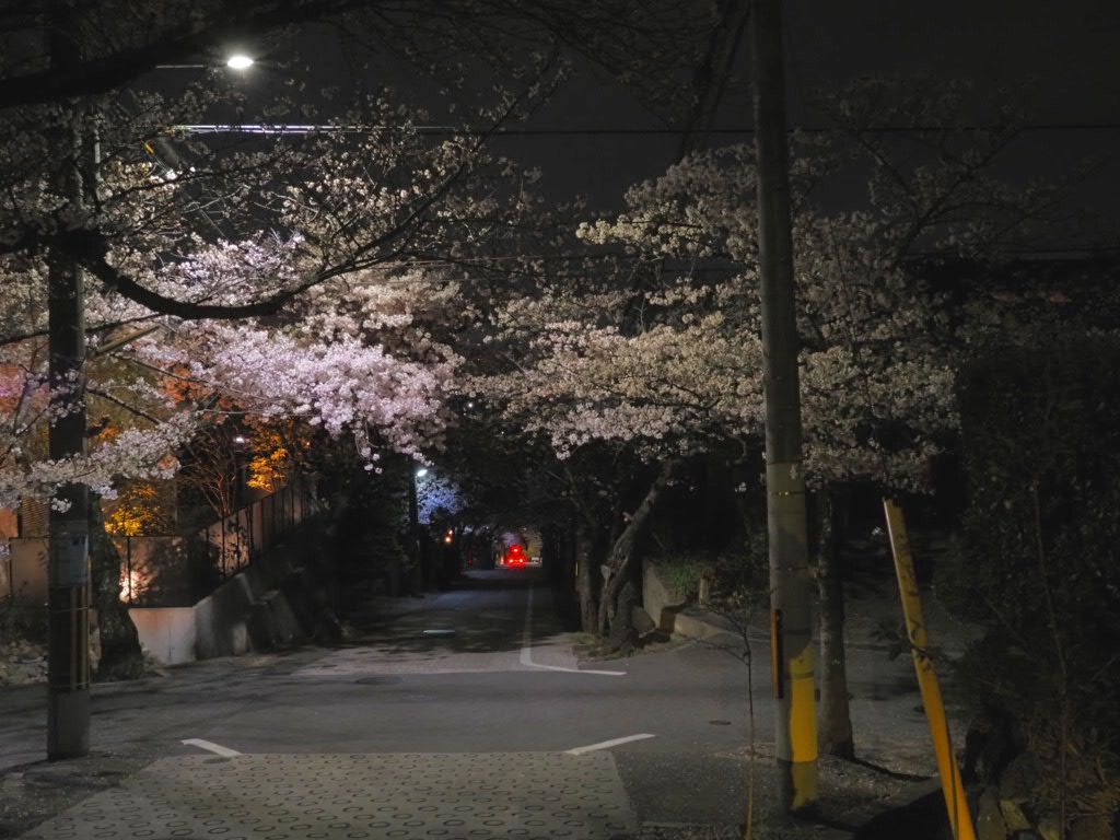 名所にならない桜達 | CLUB MAZDA COMMUNITY