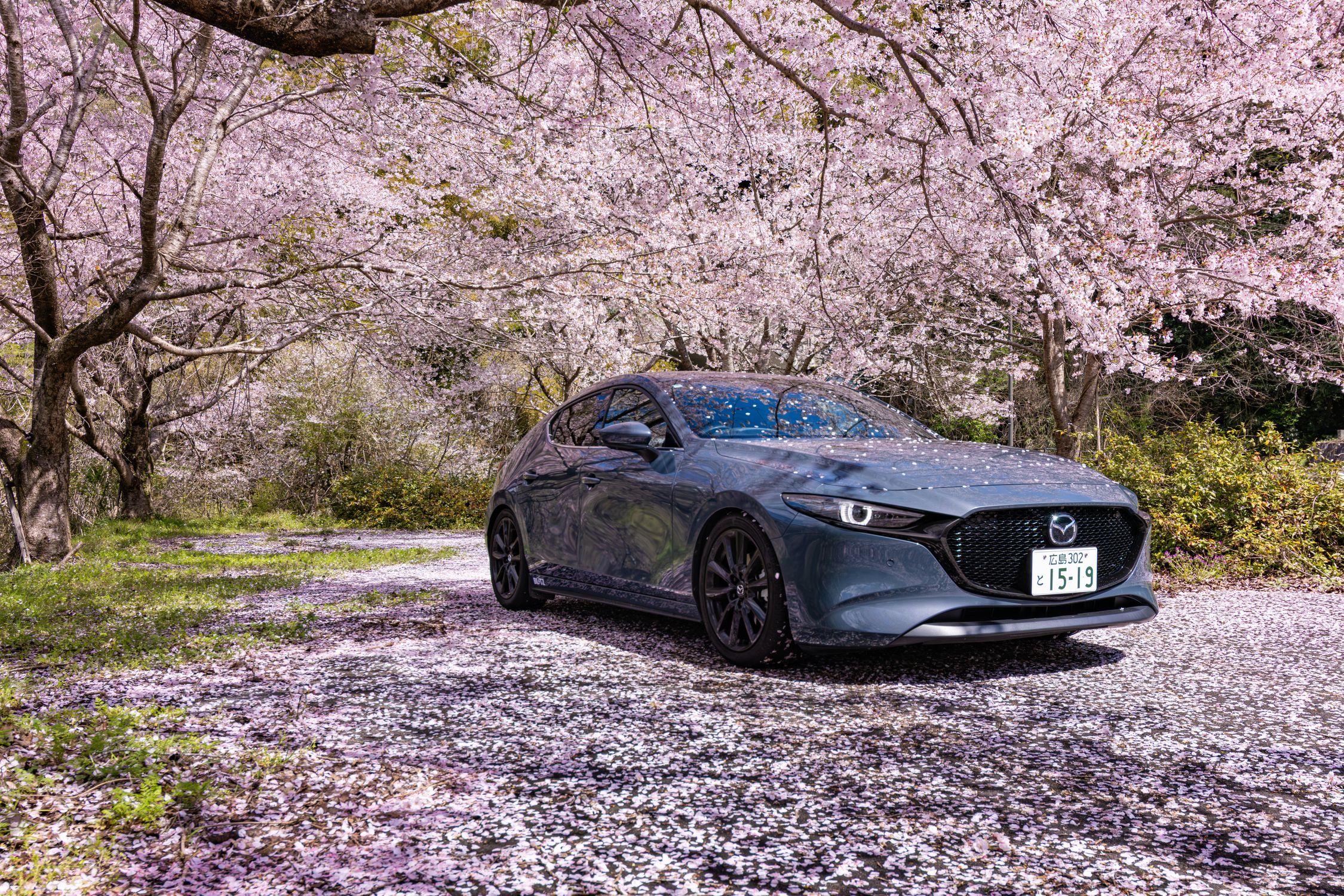 桜と愛車2026﻿🌸 | CLUB MAZDA COMMUNITY