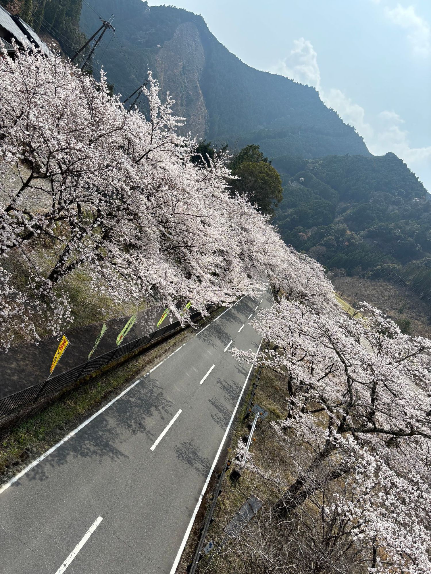 桜巡りドライブ2〜下北山村桜祭り〜 | CLUB MAZDA COMMUNITY