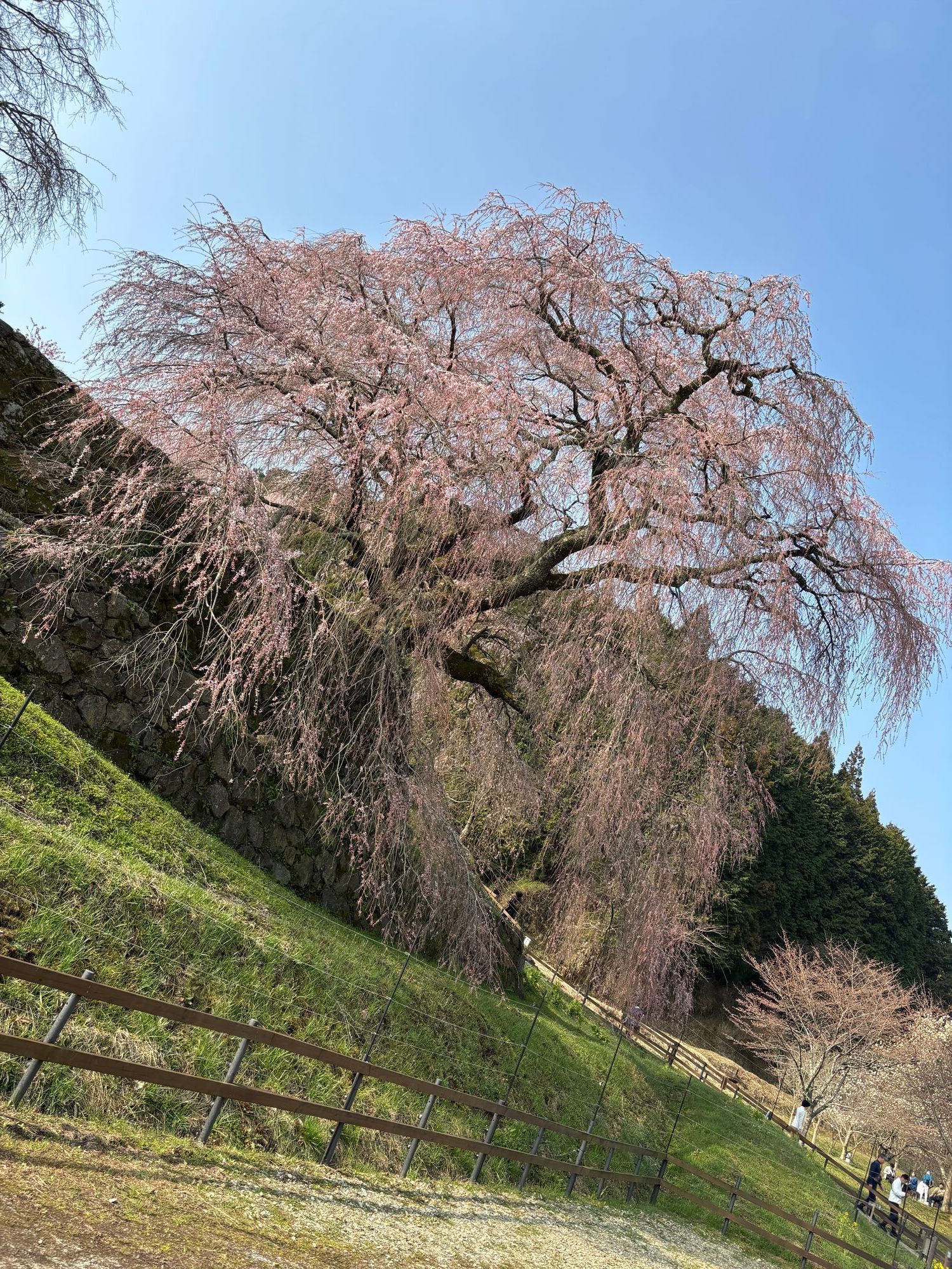 桜巡りドライブ1〜宇陀の又兵衛桜〜 | CLUB MAZDA COMMUNITY