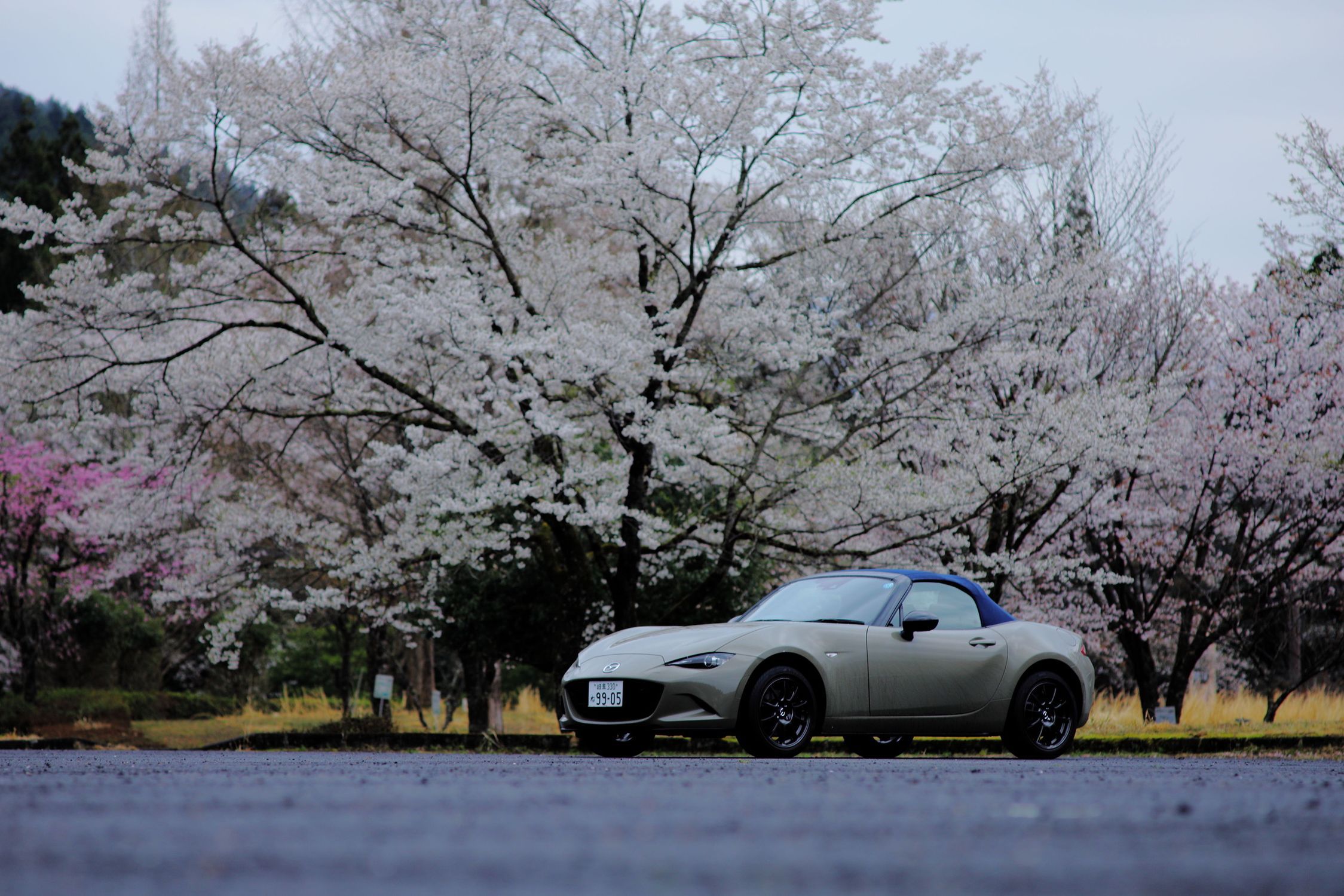 桜と愛車2026﻿🌸雨で散る前の根尾、藤橋の桜と花桃 | CLUB MAZDA COMMUNITY