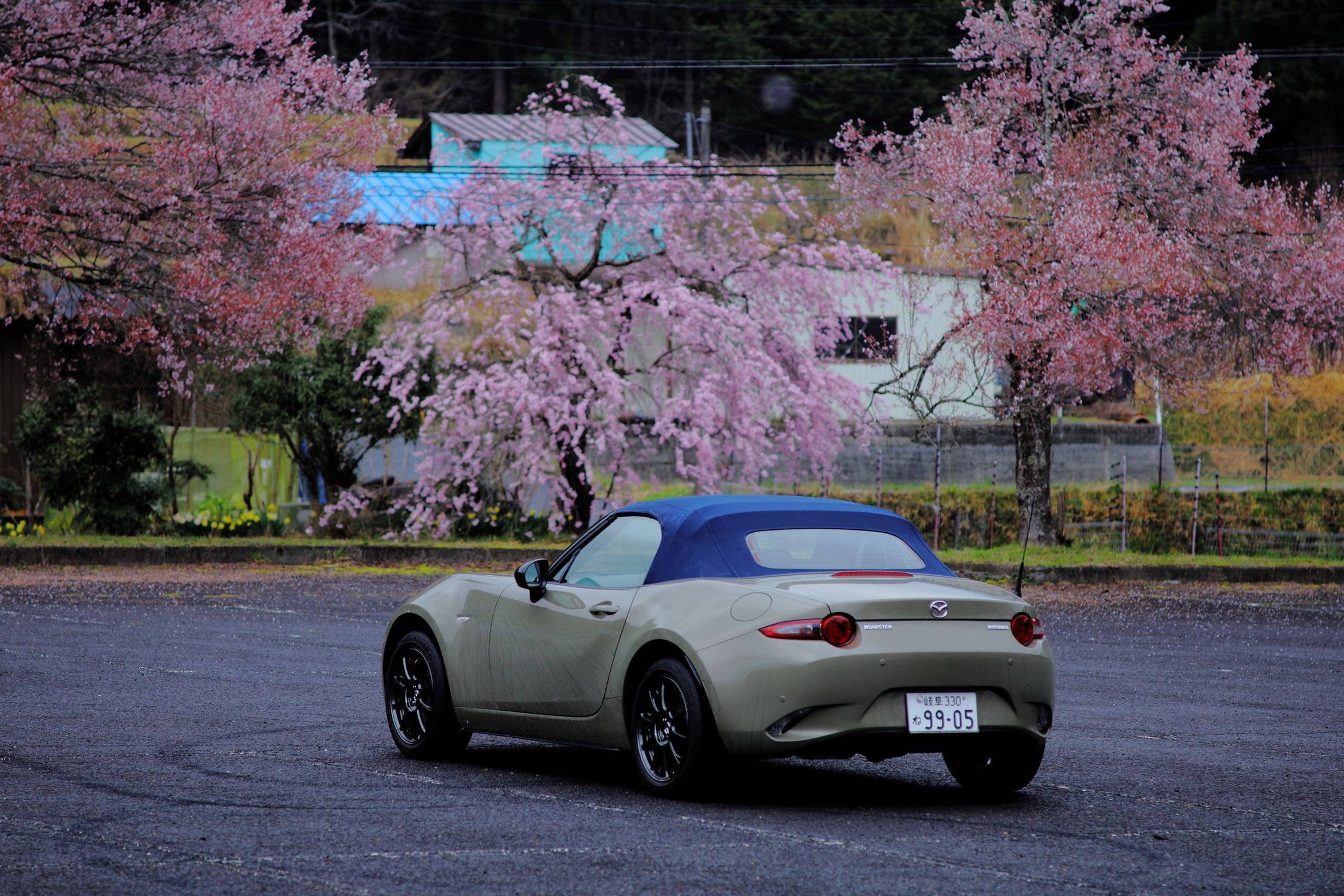 桜と愛車2026﻿🌸雨で散る前の根尾、藤橋の桜と花桃 | CLUB MAZDA COMMUNITY