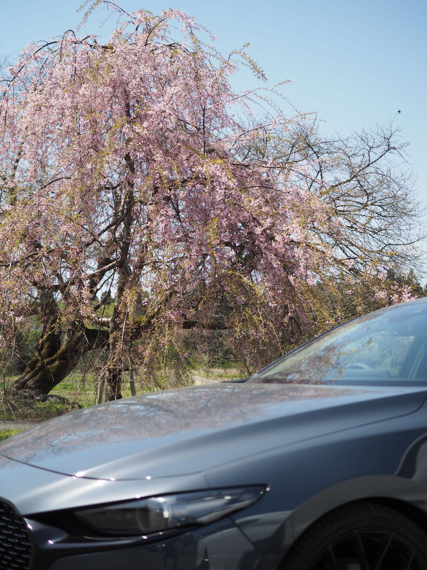 急遽の日帰りでリベンジ出来た | CLUB MAZDA COMMUNITY