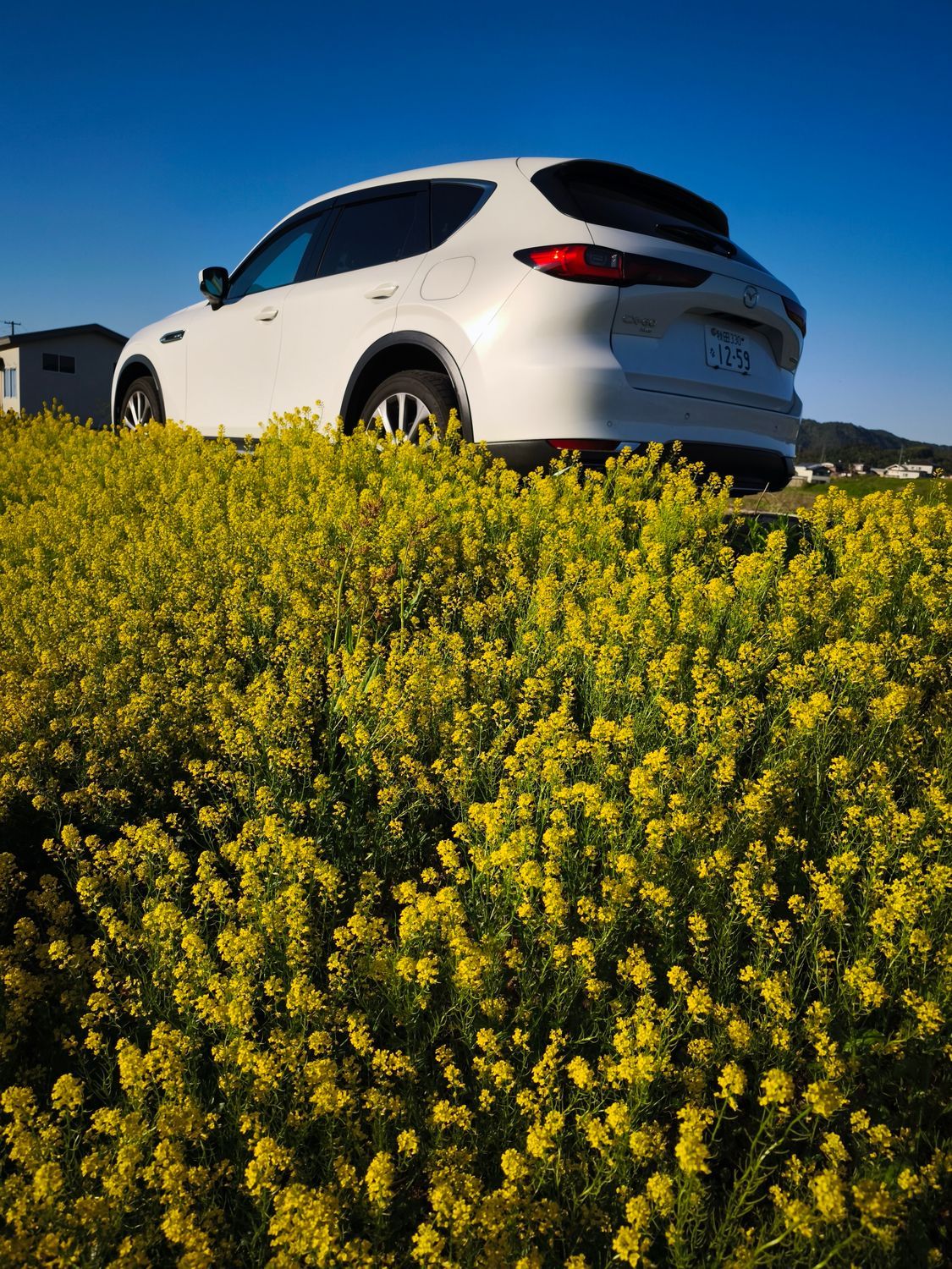 菜の花🌼とCX60🚙 | CLUB MAZDA COMMUNITY