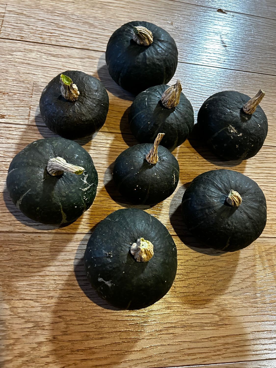 ミニカボチャ【栗っプチ】初収穫！厳選6個を残してみました✨ | 野菜