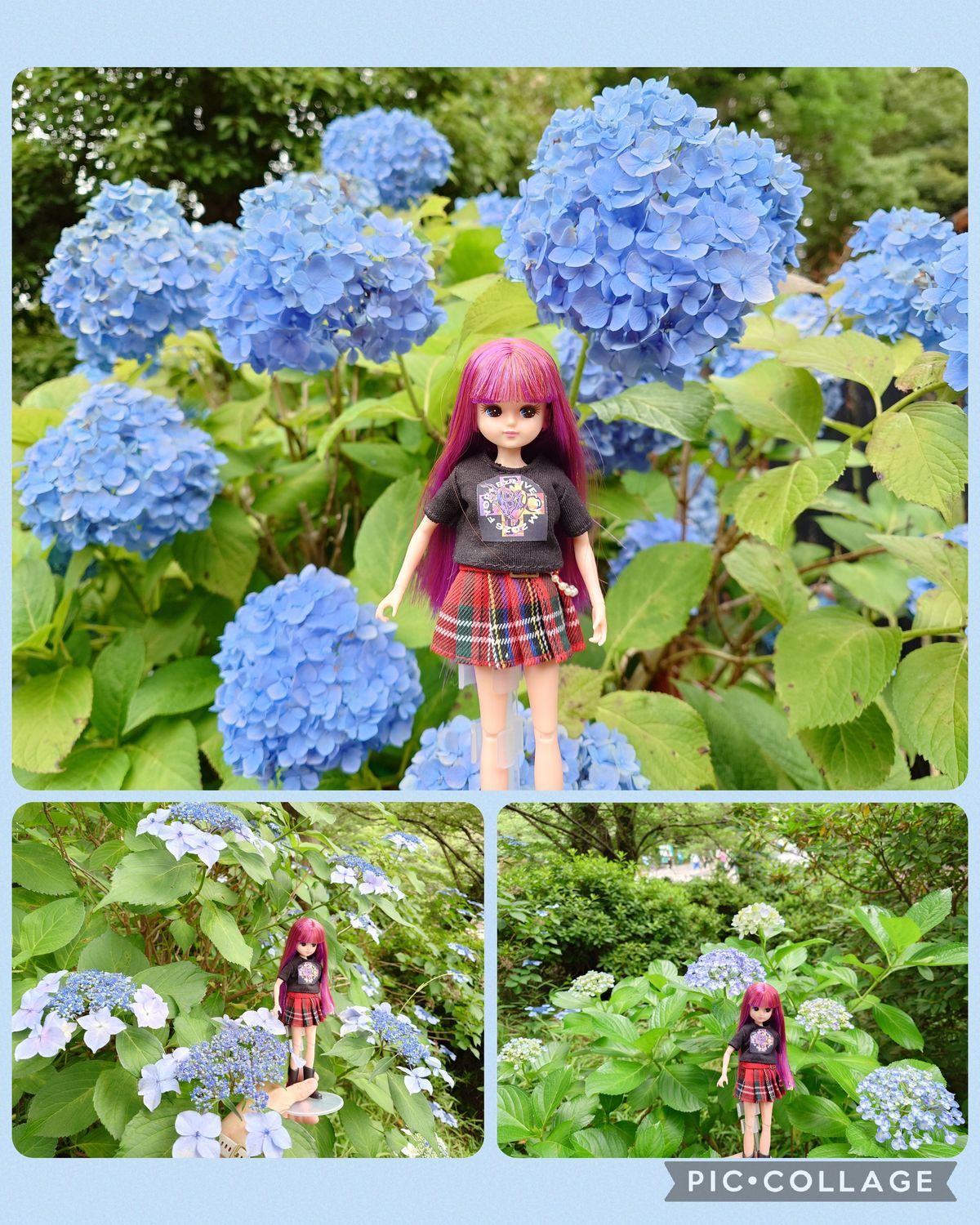 花ちゃん 上野公園の紫陽花 | リカちゃんポータル
