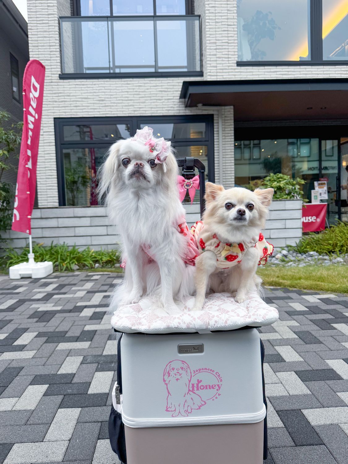 ペチコ様 m*♡様 petico ペチコ ピンクベージュ×ホワイト L 難あり ペット