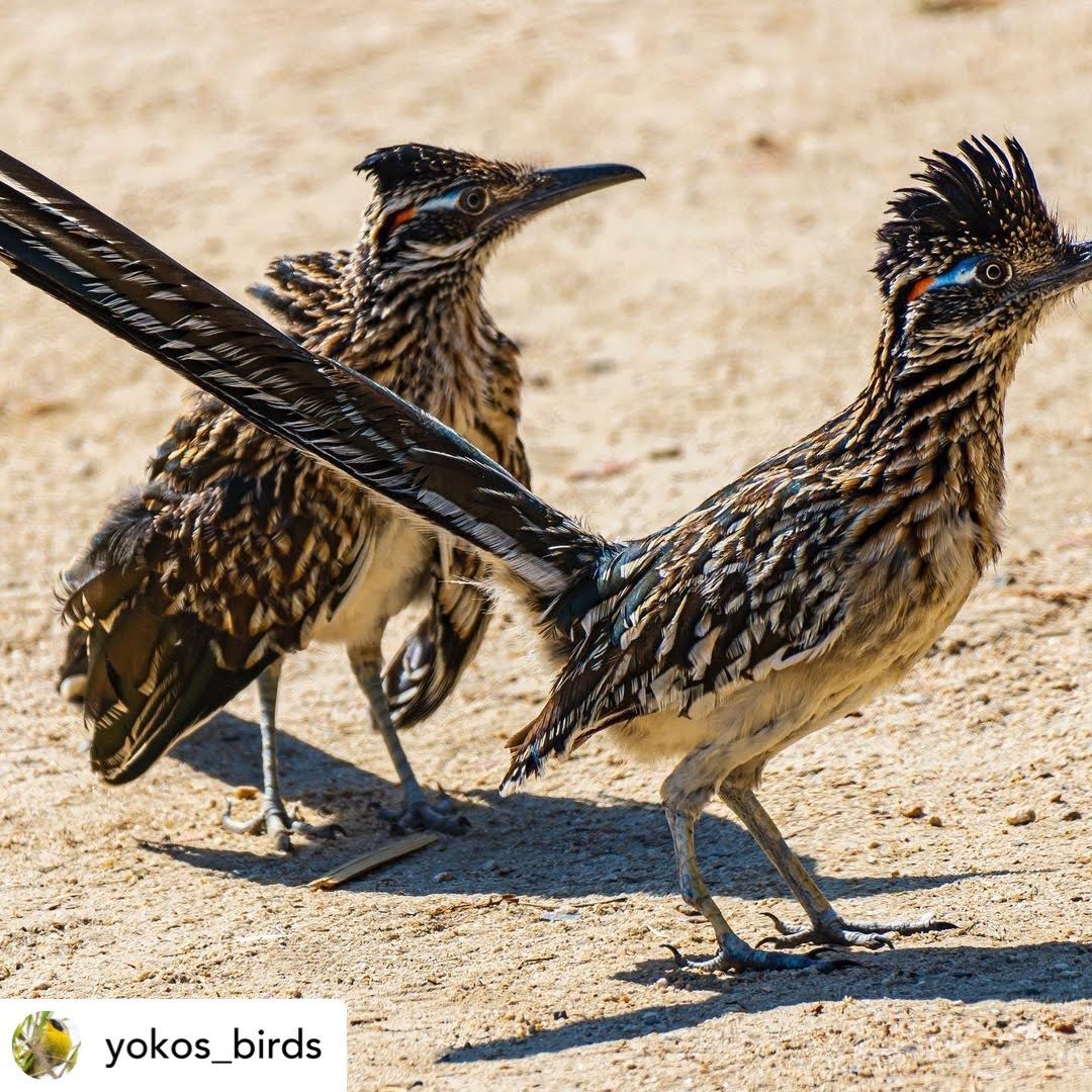 Brazil Org Dori Caymmi ブラジル Amazon.com | Havaianas for Men - Brazil Logo Flip Flops