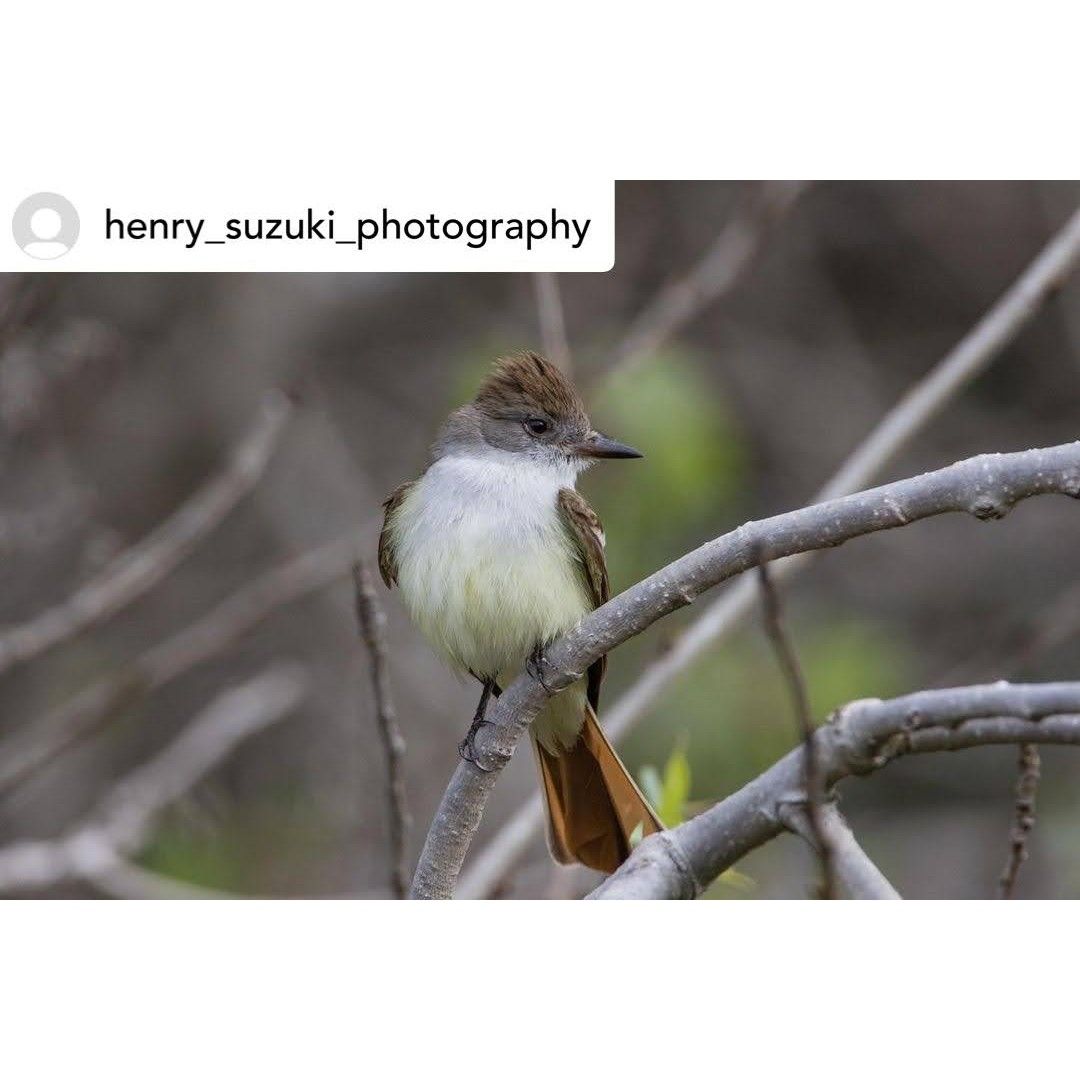 Brazil bird ブラジル　バード　アキツユコ Brazil bird ブラジル バード アキツユコ