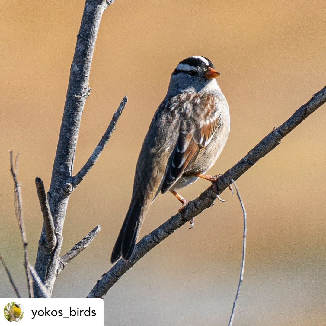 ミヤマシトド White-crowned Sparrow | JBA:南カリフォルニア日系企業協会