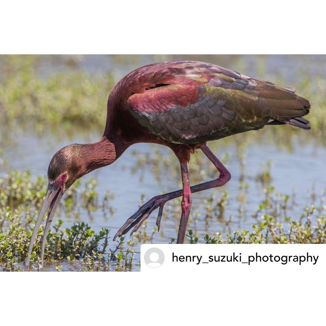 日本画　アンデスコンドル　鳥　赤　B1サイズ FLATS 4D ART PUZZLE(フラッツ4Dアートパズル) 鷹段(たかだん