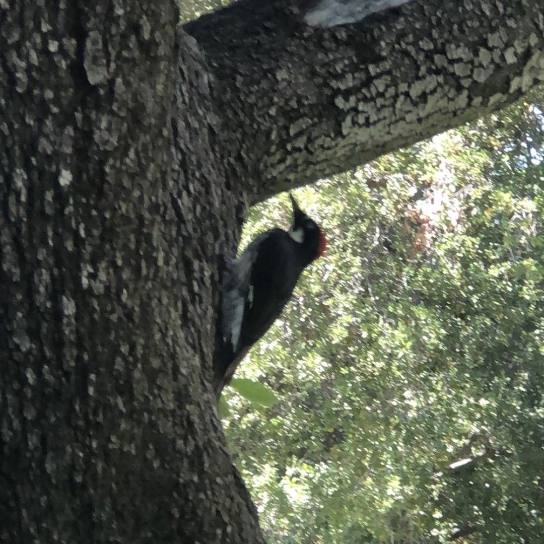 ドングリキツツキ Acorn Woodpecker | JBA:南カリフォルニア日系企業協会