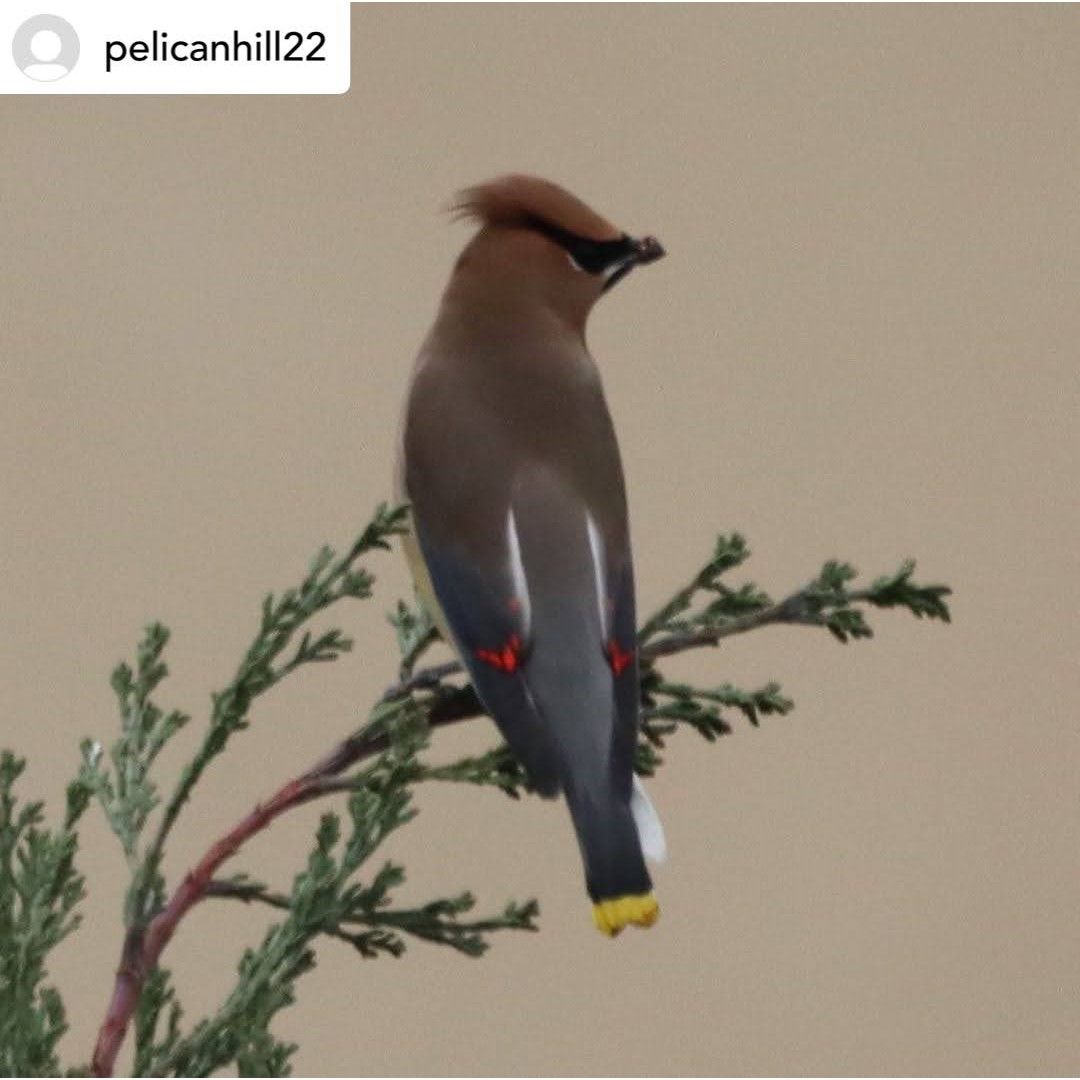 ヒメレンジャク Cedar Waxwing | JBA:南カリフォルニア日系企業協会