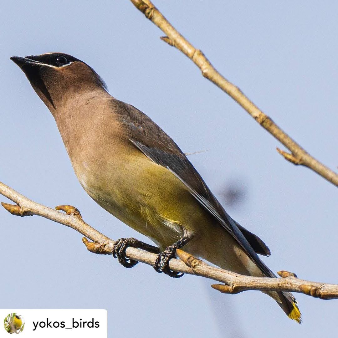 ヒメレンジャク Cedar Waxwing | JBA:南カリフォルニア日系企業協会