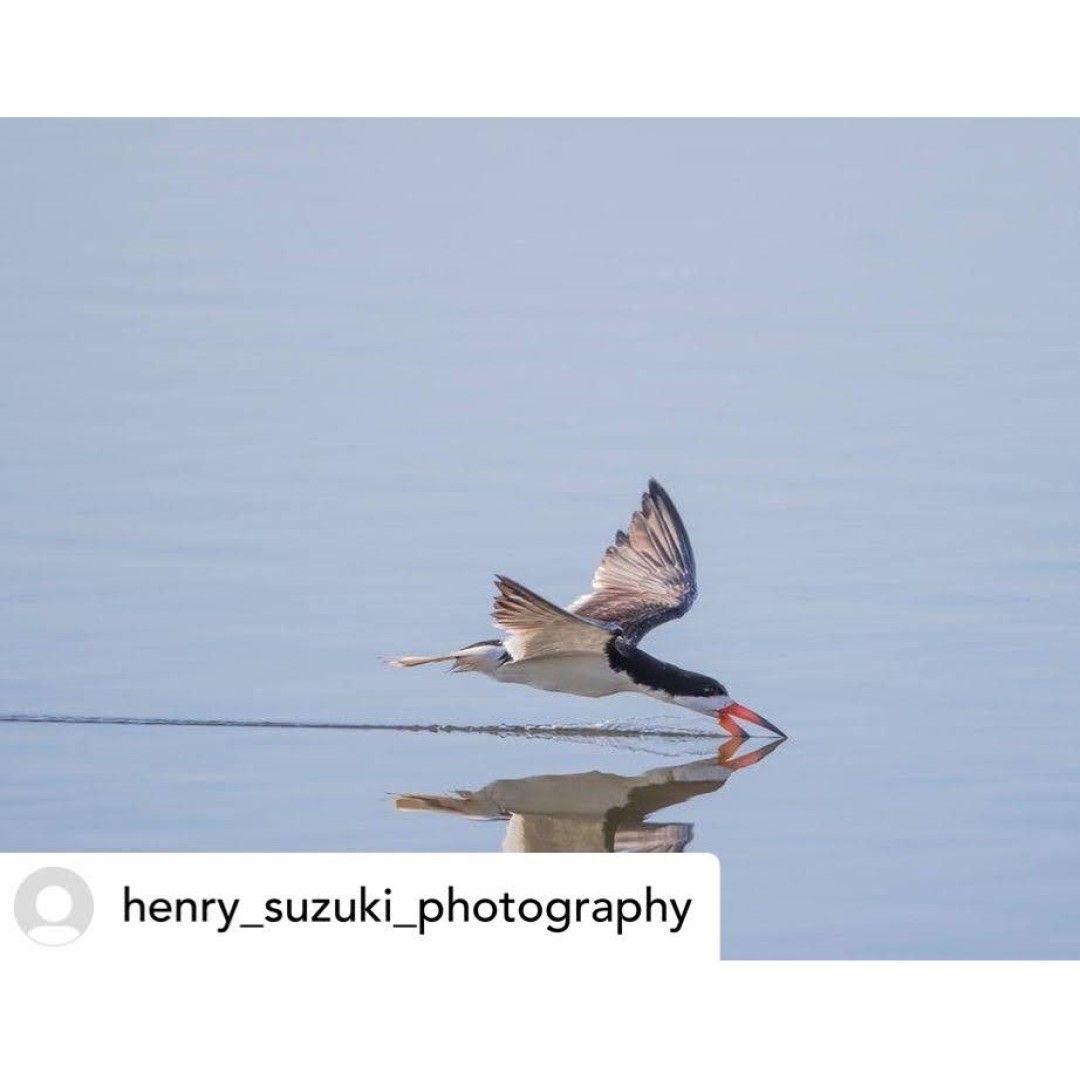 クロハサミアジサシ Black Skimmer | JBA:南カリフォルニア日系企業協会