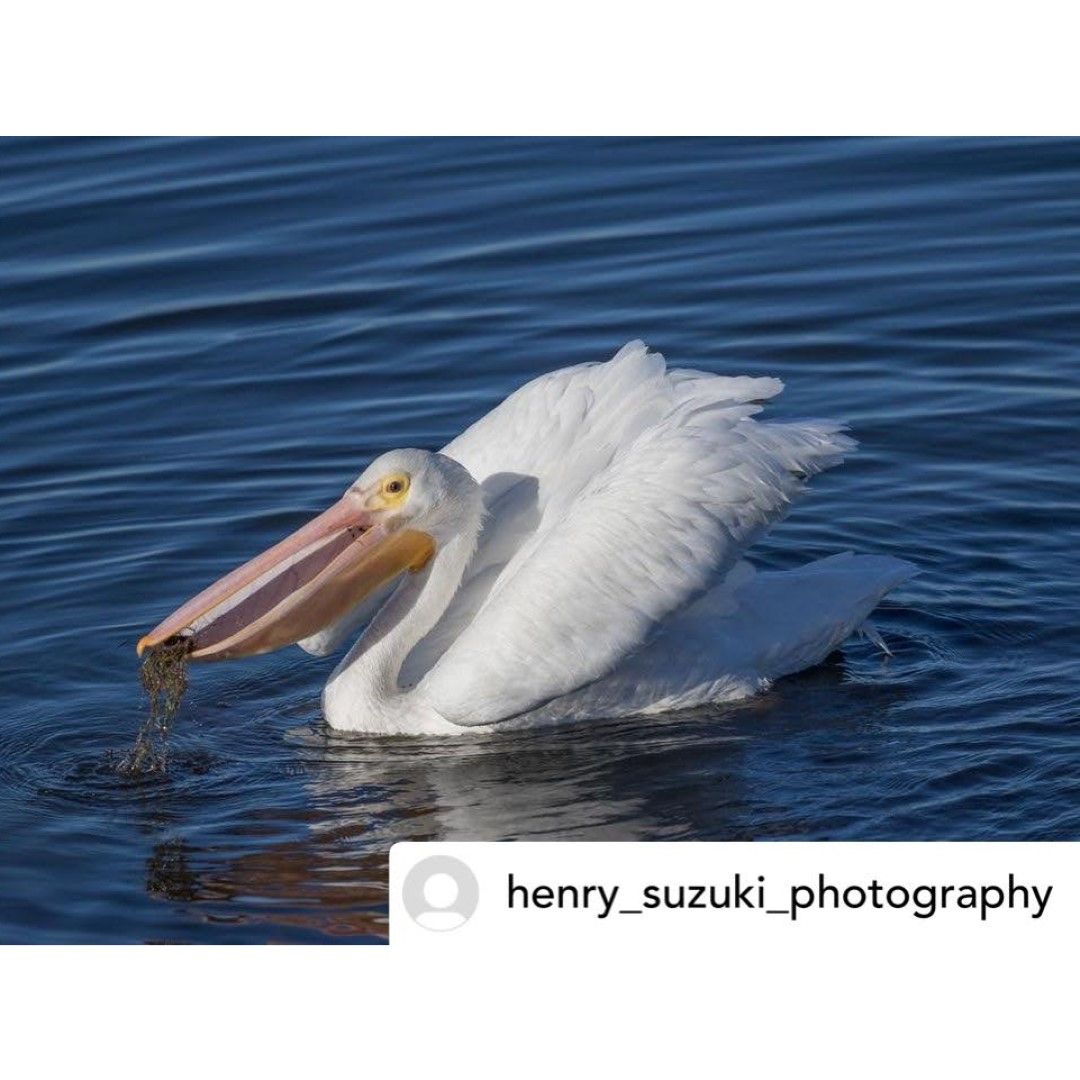 【ペリカンGS様】 アメリカシロペリカン American White Pelican | JBA:南カリフォルニア