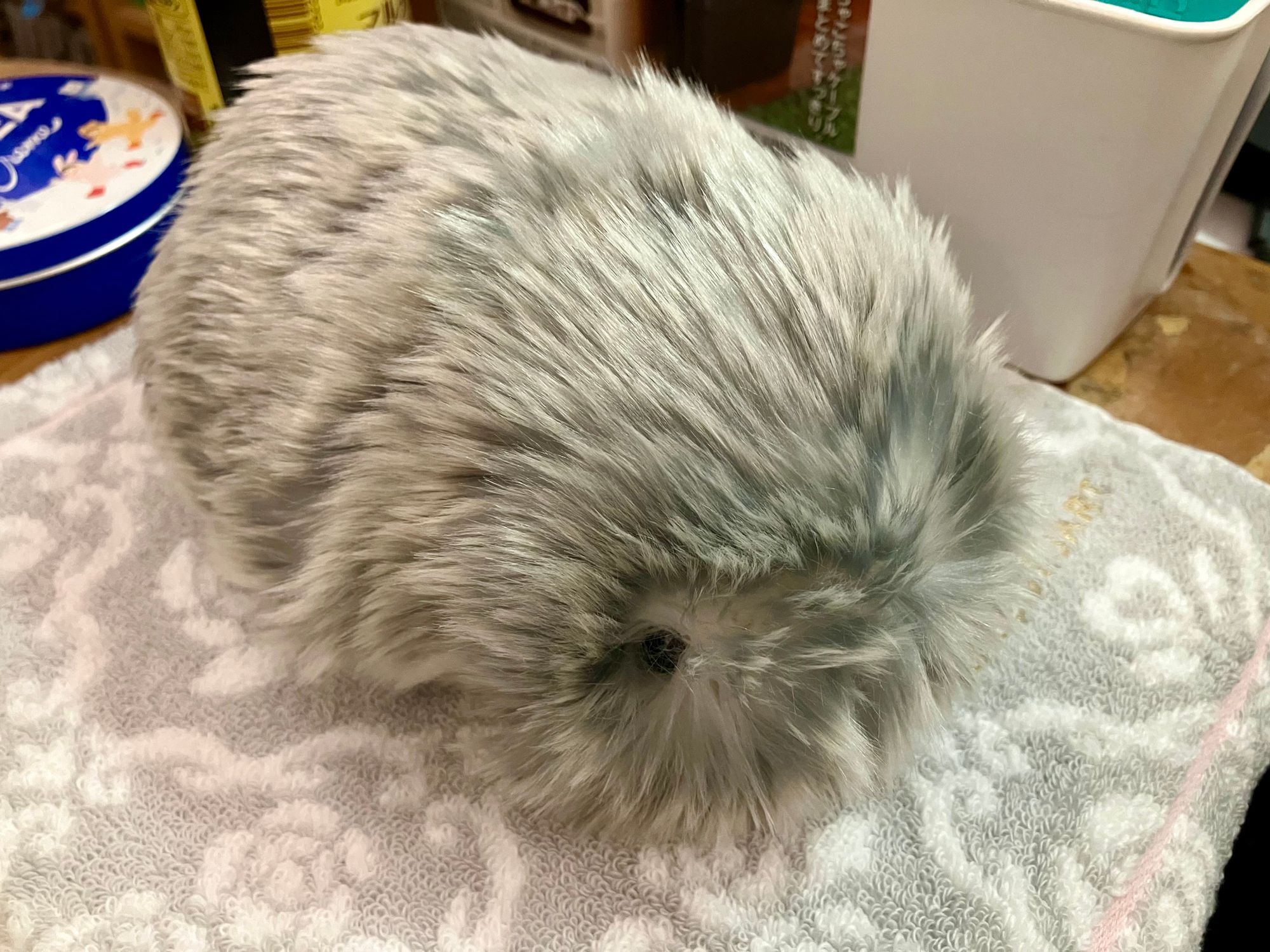 モフリンがくれたもの | Moflinひろば