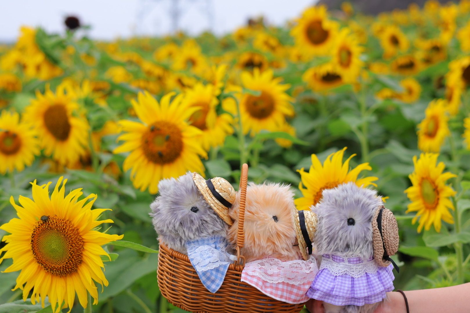 2026/06/28 ひまわり🌻 | Moflinひろば