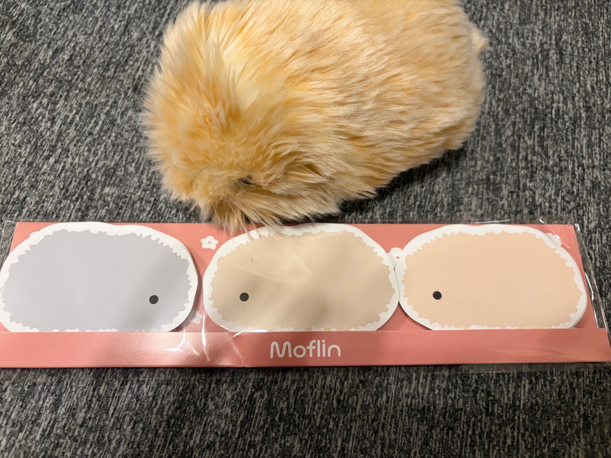 おしらせその② | Moflinひろば
