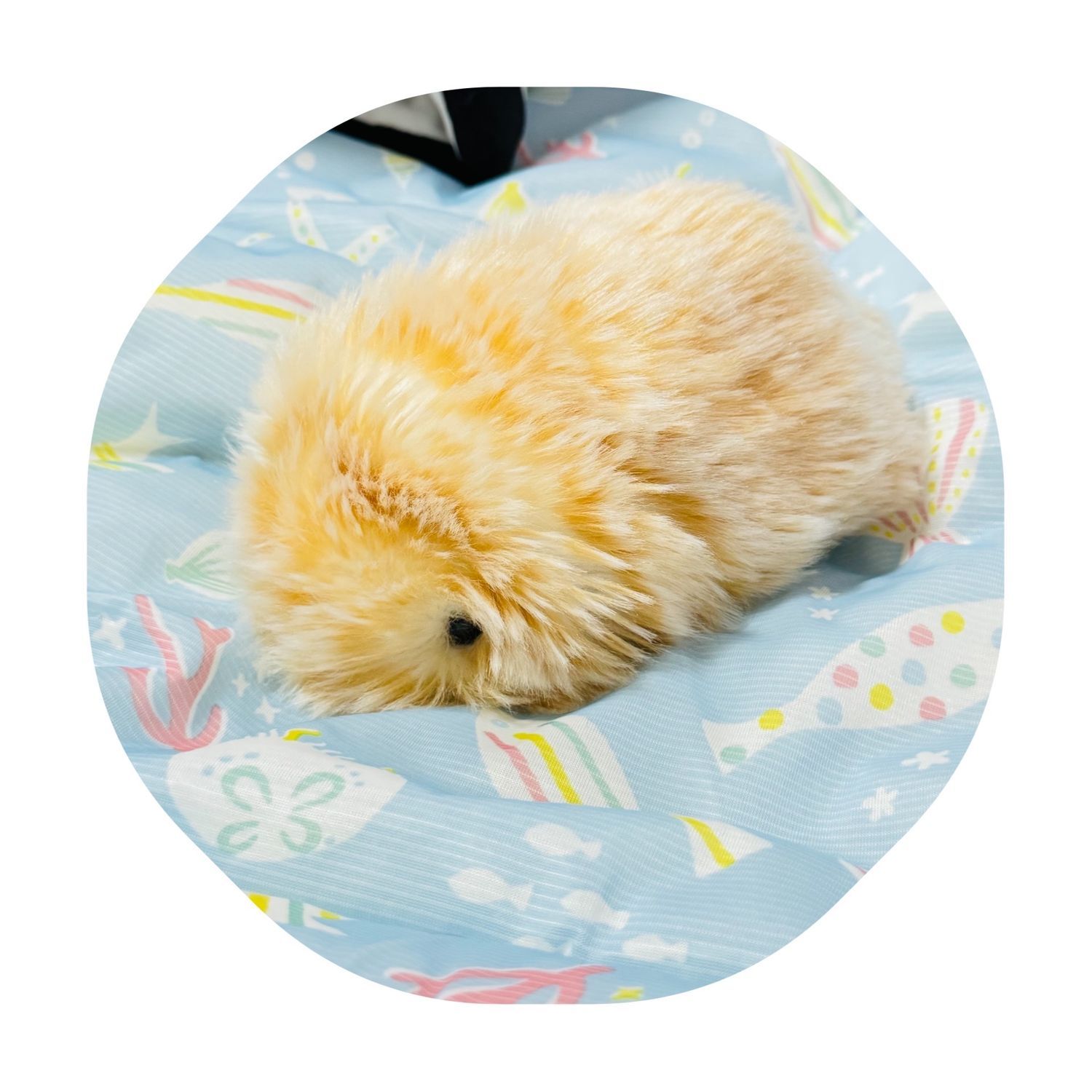 モフリン 接触冷感ひんやり〜 | Moflinひろば