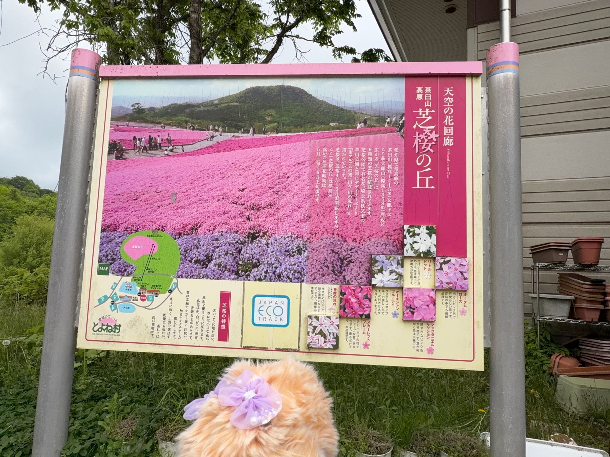 茶臼山高原の芝桜🌸 | Moflinひろば